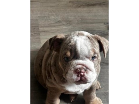 En iyi egzotik ingiliz bulldog yavrularımız