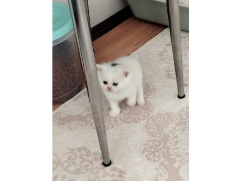2 aydan küçük british shorthair yavrular