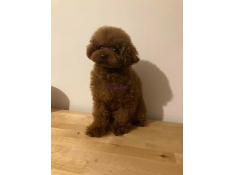 Dark red poodle yavrular