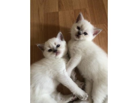 90 günlük british shorthair blue point