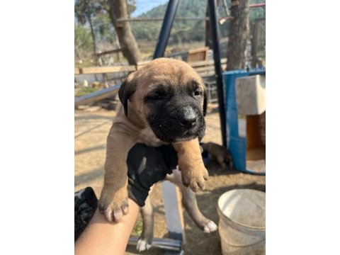 Safkan dişi presa canario