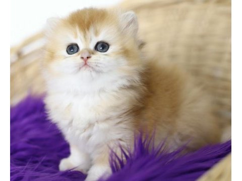 British longhair tostikler