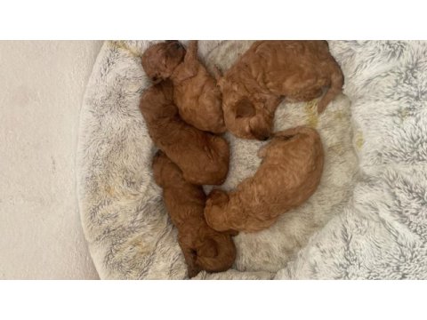 Birbirinden tatlı poodle bebekler