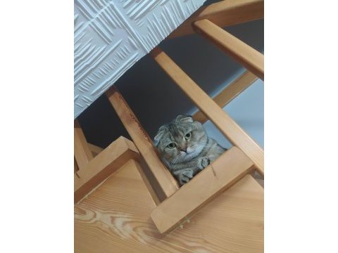 Çok uysal ve sakin scottish fold