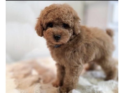 Toy poodle köpeği