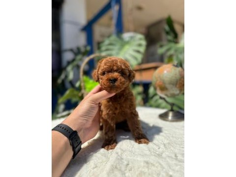Littlepaws farkı ile korean redbrown poodle
