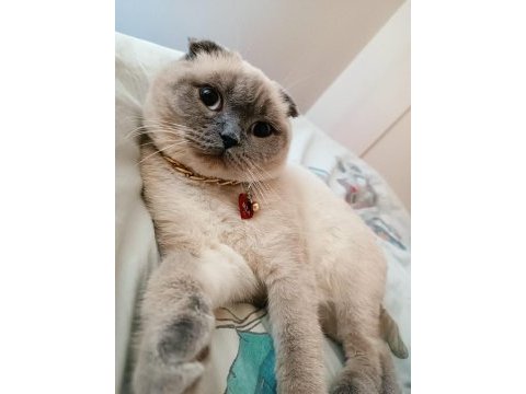 Scottish fold kedimiz mia yeni yuvasını arıyor