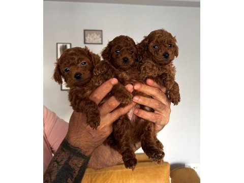 Dünya tatlısı peluş tadında bebek köpekler
