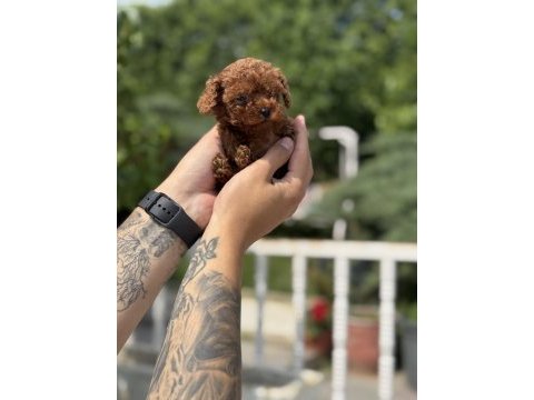 Exotic pet club farkıyla toy poodle