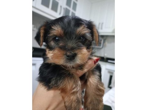 Yorkshire terrier teacup