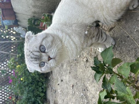 Scottish fold oğluma eş arıyoruz