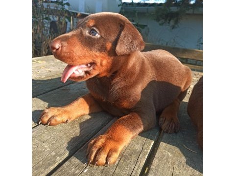 Safkan european kızıl doberman yavru