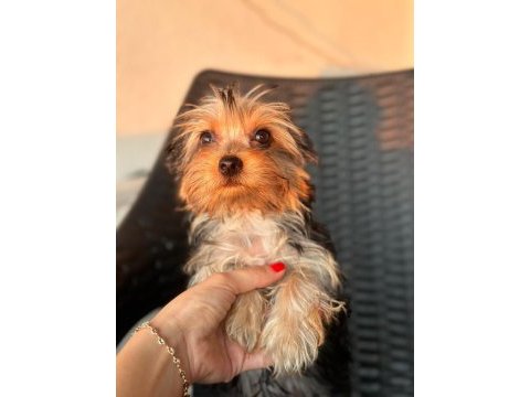 Teacup yorkshire terrier