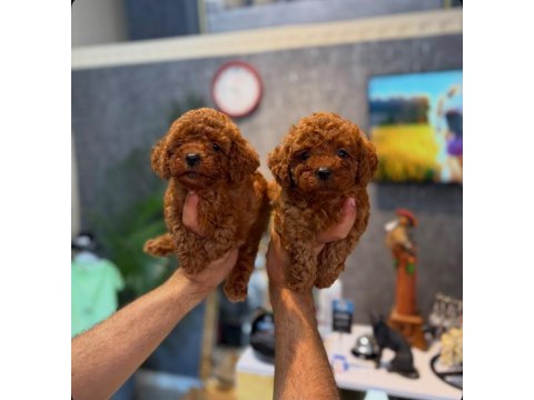 Irk ve sağlık garantili kore toy poodle yavrularımız