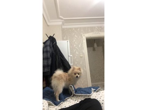 6 aylık spitz yavrumuz yuvasını arıyor