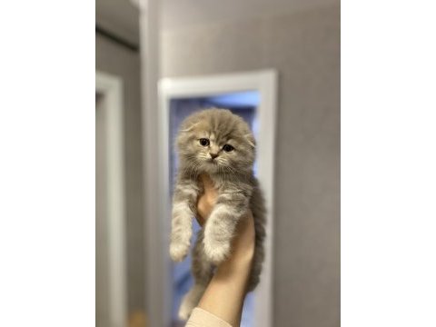 Scottish fold yavrularımız teslime hazır 