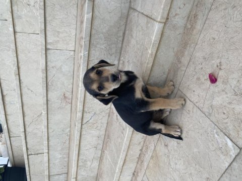 Tahminen 1 aylık yavru kedimiz yuva arıyoruz