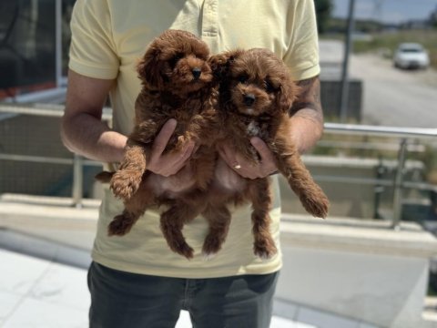Petmode köpek çiftliğinden ziyarete maltipoo