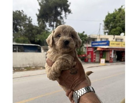 Kg garantili dişi üst kalite maltipoo yavrumuz