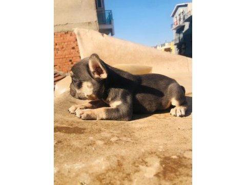 French bulldog köpeği