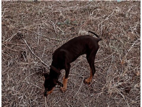 3 aylık saf kan doberman