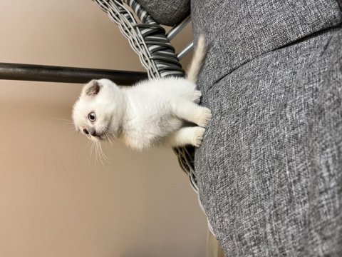 Orjinal ırk scottish fold