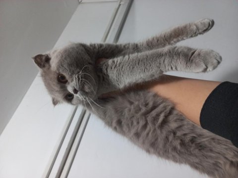 Scottish fold dişi