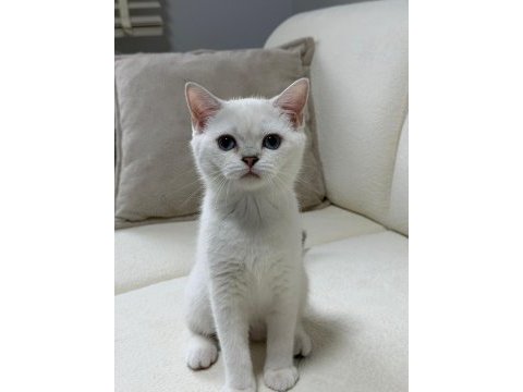 Anne altından safkan mavi göz dişi british shorthair