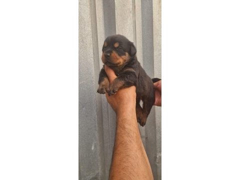Koca kafalı rottweiler yavrular