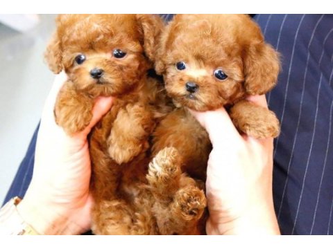 Küçük ve tatlı şeker yumuk yumuk poodle