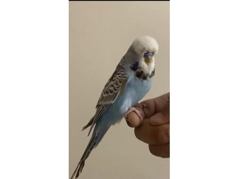 Konuşan ele kola gelen muhabbet kuşu