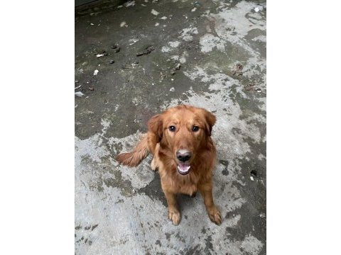 Golden retriever erkek