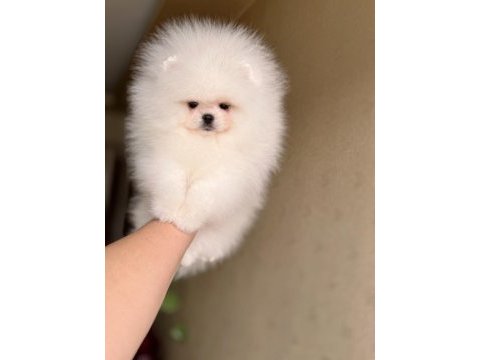 Kraliçe gibi pomeranian boo dişi