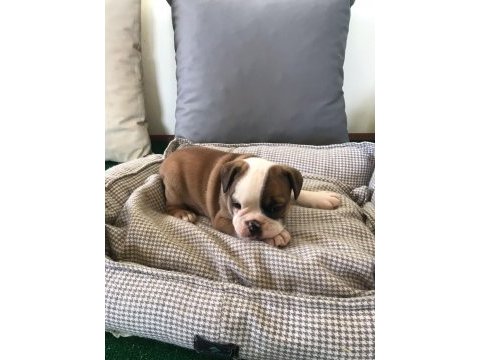 Petmode köpek çiftliğinden englis bulldog