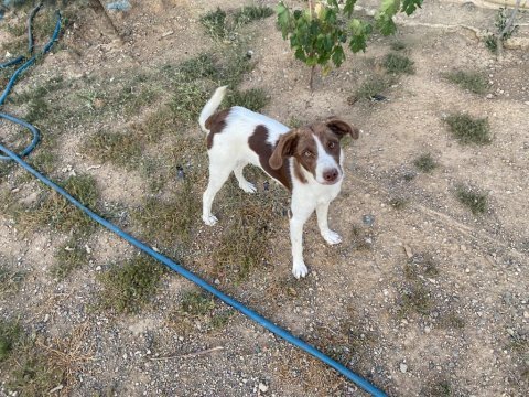 8 aylık border collie ve pointer melezi