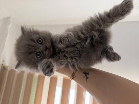Teslime hazır british shorthair yavrular