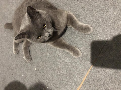 British shorthair
