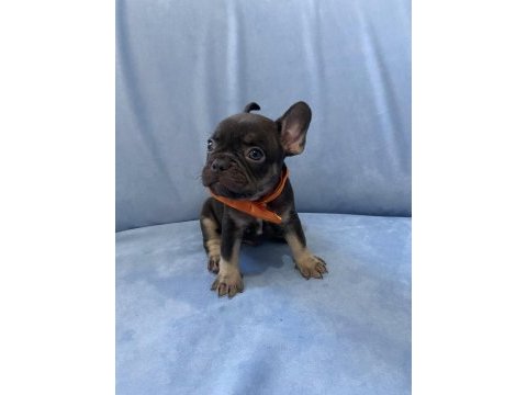 Egzotik french bulldog yavrular