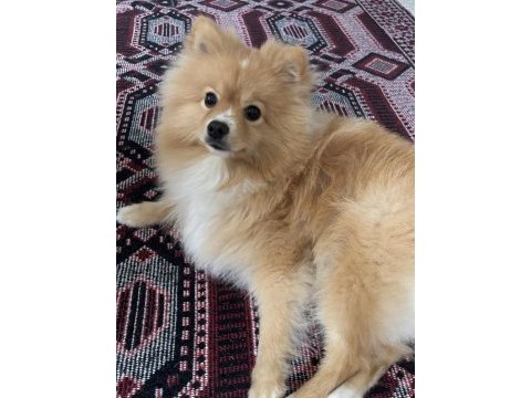 Pomeranian köpeğimiz