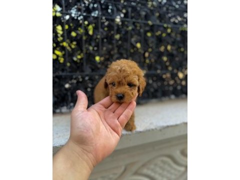 Red brown poodle yavrumu yeni yuvasına hazır