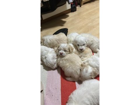 Maltipoo yavrular