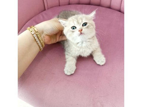 British shorthair yavrular teslime hazır
