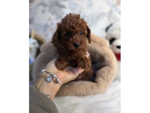 Tatlış toy poodle yavruları