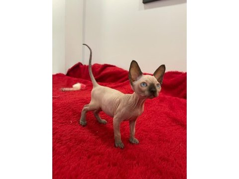Sphynx sfenks tüysüz dişi erkek yavruları