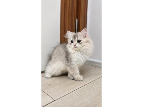 Golden british longhair erkek