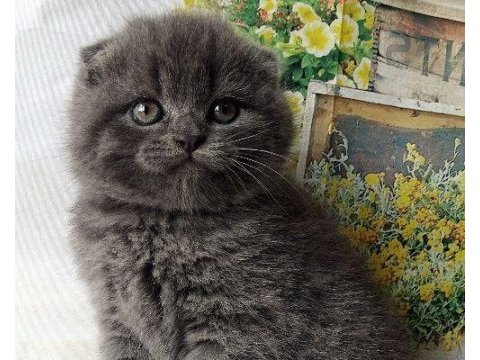 Scottish fold yavrularımız evinizin neşesi olacaktır