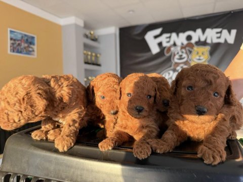 Shoooowwww kalite toy poodle yavrular ankara mağazamızda 