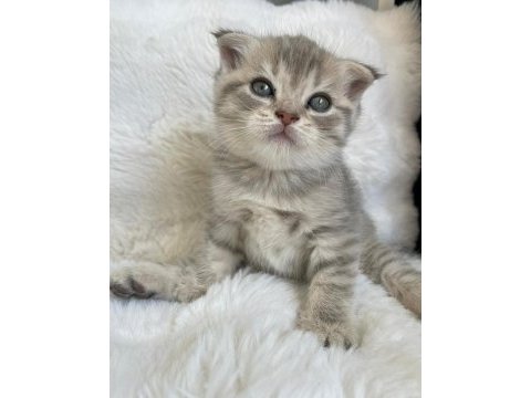 Yavru scottish fold