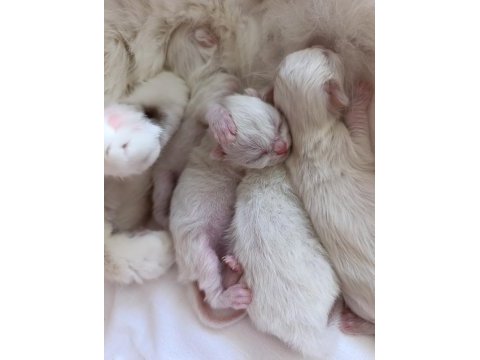 British longhair bebişlerimiz
