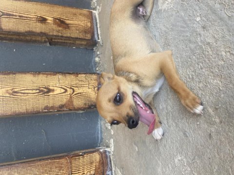 Pinscher yavrularımız